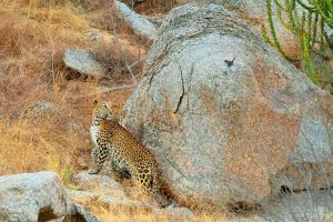 Fotoreis India-natuurreis-natuurfotografie-luipaarden van Bera en pauwen-Herman_van_der_Hart-Nature Talks