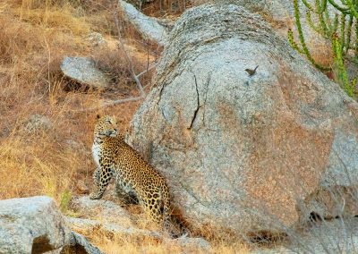 Fotoreis India-natuurreis-natuurfotografie-luipaarden van Bera en pauwen-Herman_van_der_Hart-Nature Talks