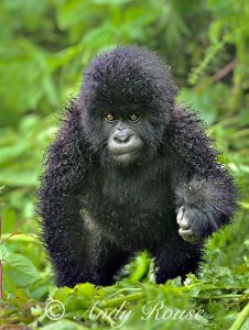 gorilla-wet_Andy Rouse_Nature Talkst