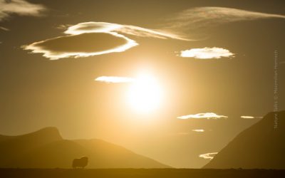 Nature Talks spreekt met natuurfotograaf van het jaar Maximillian Hornisch