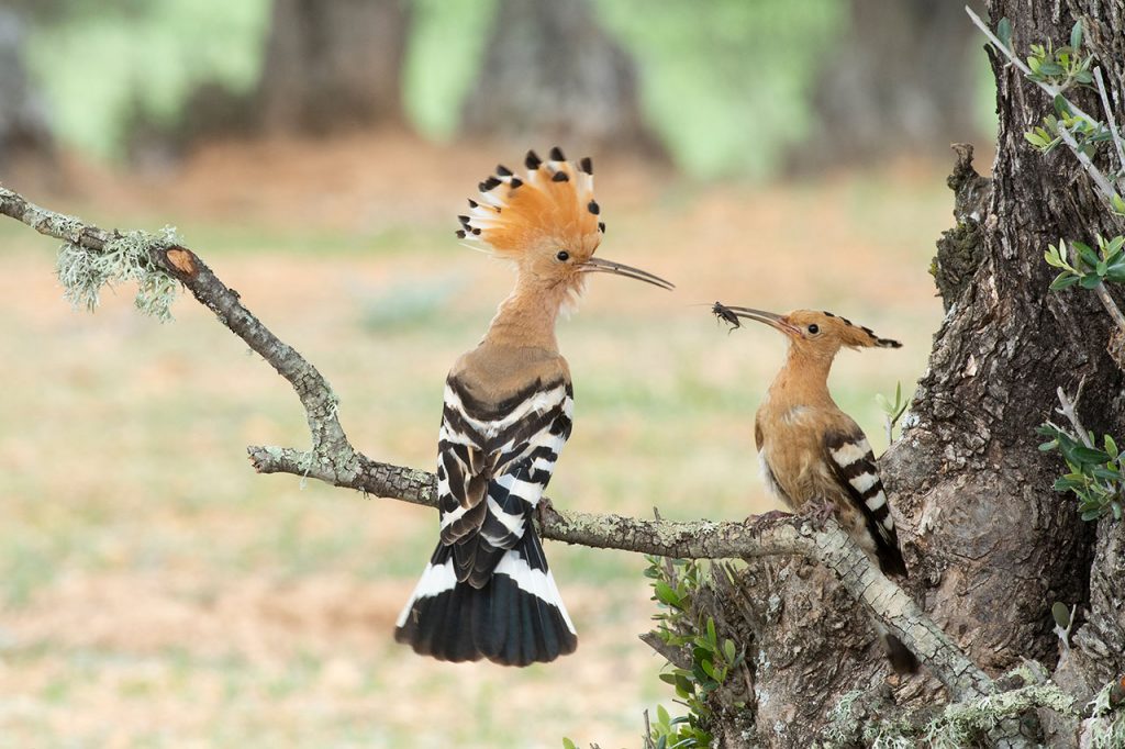 Hop fotoreis extremadura Nature Talks natuurfotografie, vogelreis