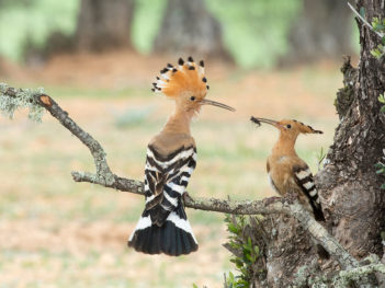 Fotoreis Extremadura Spanje - vogelfotografie