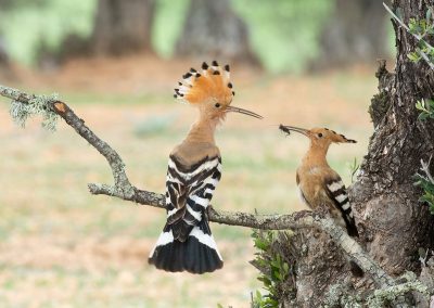 Hop fotoreis extremadura Nature Talks natuurfotografie, vogelreis. Fotuhutten fotografie