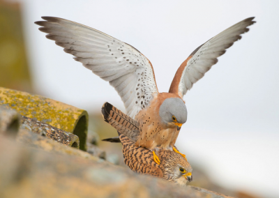 Parende torenvalken vogelreis extremadura Nature Talks Fotoreizen