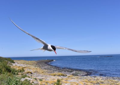 Stern Farne Island, Kasper Claes Nature Talks Fotoreizen, fotoworkshops, natuurfotografie