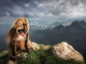 Fotoreis Endemisch Ethiopië