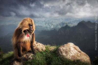 Fotoreis Ethiopië Gelada baviaan Marco Giaotti Nature_Talks natuurfotografie