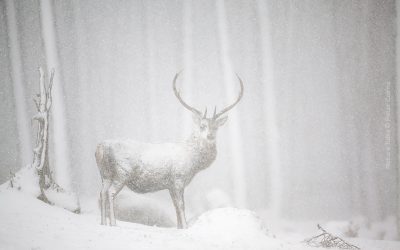 Nature Talks spreekt met natuur- en conservatiefotograaf Peter Cairns