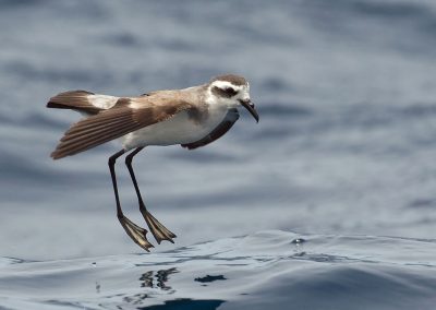 Bont Stormvogeltje Kaapverdië Kris De Rouck Nature Talks natuurreizen