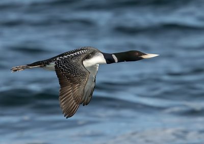 Geelsnavelduiker Noorwegen Kris De Rouck Nature Talks natuurfotografie reizen