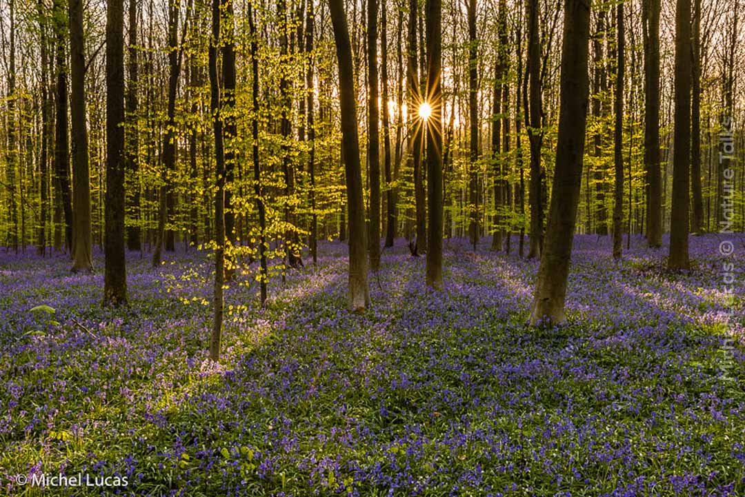 Spinnen fotografie van Emanuele Biggi voor Nature Talks Fotofestival