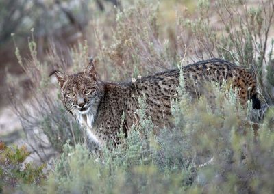 Pardellynx Spanje Kris De Rouck Nature Talks natuurfotografie reizen