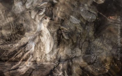 Kunstfotograaf Wenche Dahle over het licht van de zee