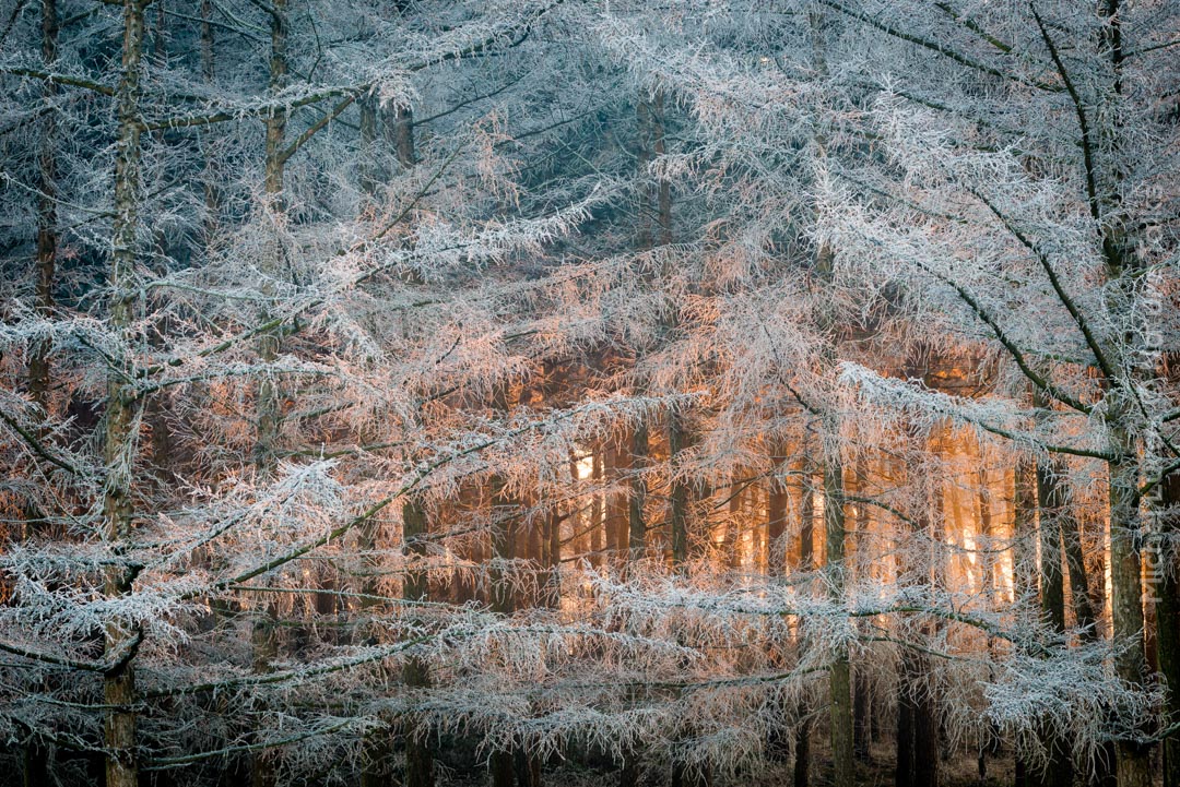 Spinnen fotografie van Emanuele Biggi voor Nature Talks Fotofestival