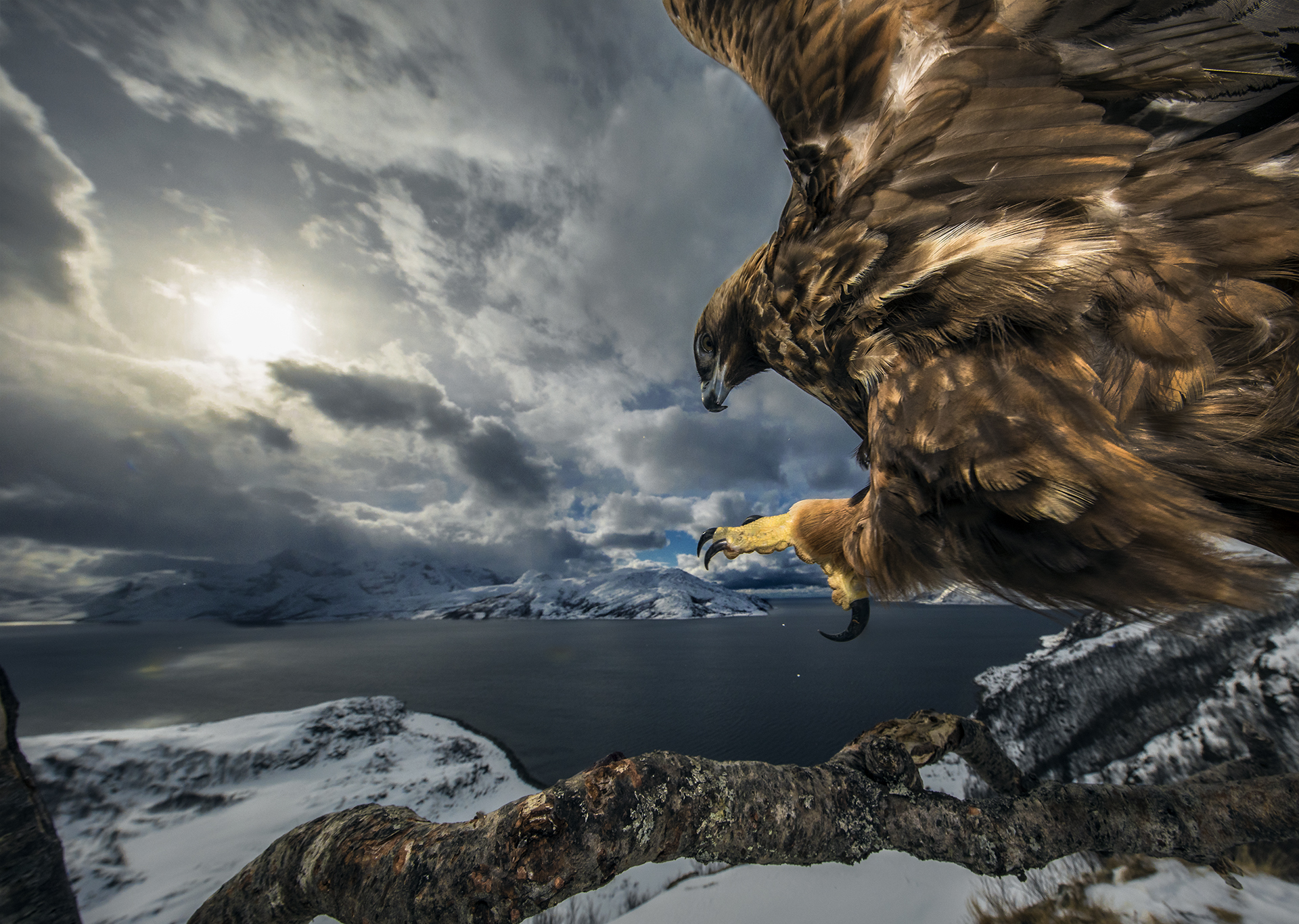 Pinguins in Antarctica door fotograaf Stefan Christmann voor Nature Talks Fotofestival