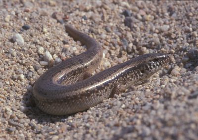 Kreta fotoreis Chalcides ocellatus parelskink nature talks