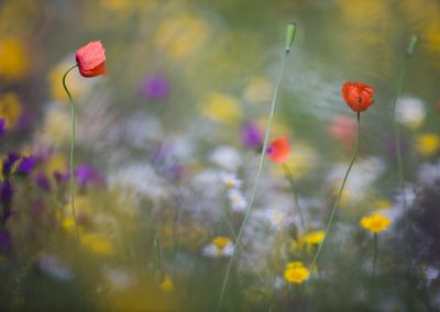 Kreta fotoreis orchidee nature talks