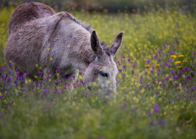 Kreta fotoreis-ezel bloemrijk grasland nature talks