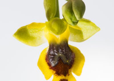 Kreta fotoreis orchidee nature talks