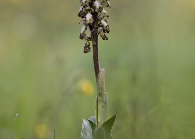 Kreta fotoreis orchidee nature talks