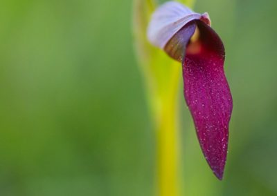 Kreta fotoreis orchidee nature talks