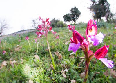 Kreta fotoreis orchidee nature talks