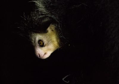 Fotoreis Madagaskar vingerdier Nature Talks Fotoreizen, natuurfotografie reis