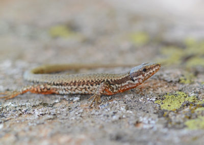 Muurhagedis Fotoreis Kreta in het voorjaar