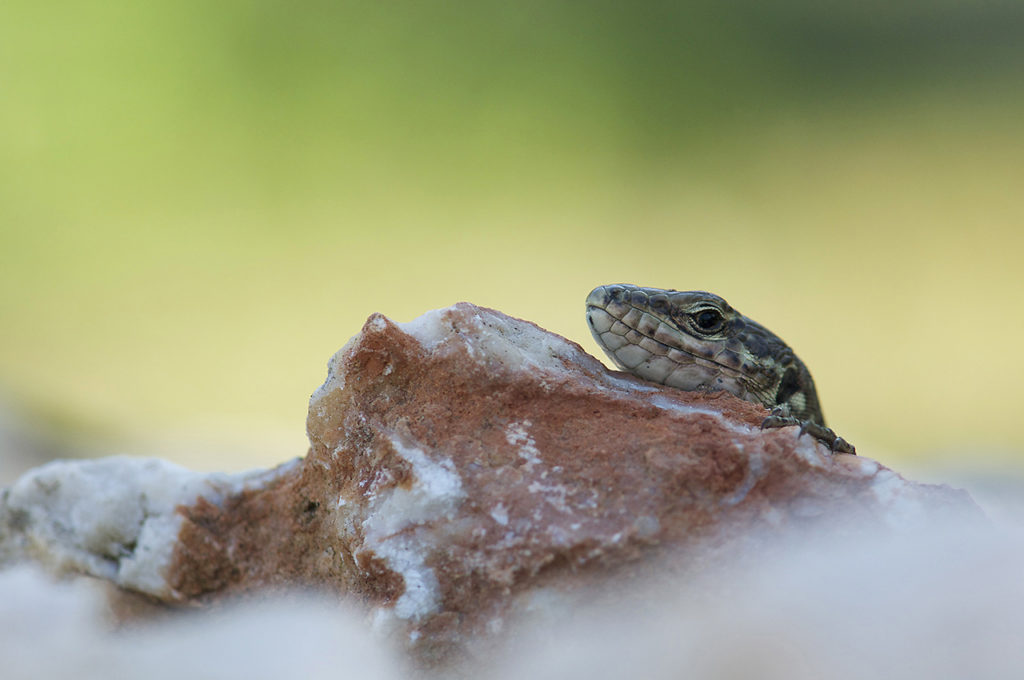 Muurhagedis portret Fotoreis Kreta