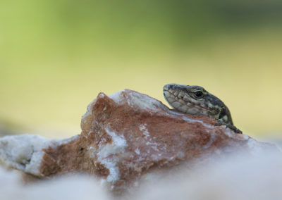 Muurhagedis portret Fotoreis Kreta