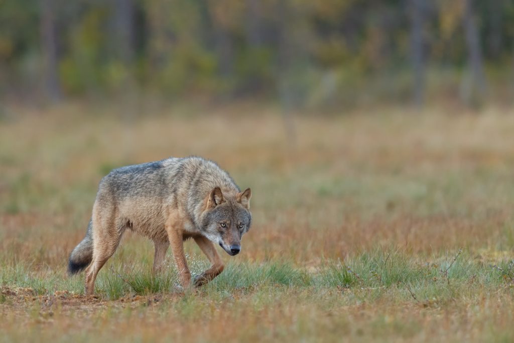 Wolf Finland fotoreis Peter van der Veen | Nature Talks Fotoreizen