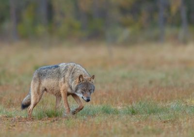 Wolf Finland fotoreis Peter van der Veen | Nature Talks Fotoreizen