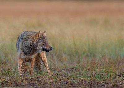 Wolf Finland fotoreis Peter van der Veen | Nature Talks Fotoreizen
