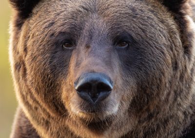 Portret beer fotohut Finland fotoreis Peter van der Veen | Nature Talks Fotoreizen