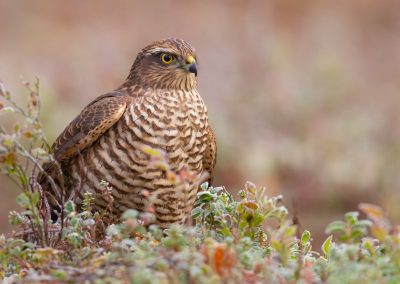 Sperwer fotohut Finland fotoreis Peter van der Veen | Nature Talks Fotoreizen