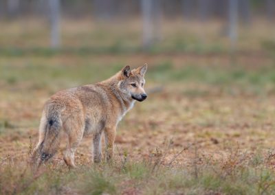 Portret wolf fotohut Finland fotoreis Peter van der Veen | Nature Talks Fotoreizen