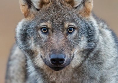 Portret wolf fotohut Finland fotoreis Peter van der Veen | Nature Talks Fotoreizen