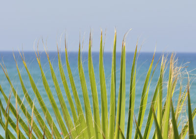 Palmbladeren en zee fotoreis Kreta in het voorjaar