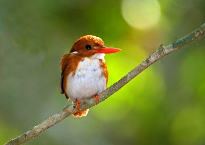 Wildlife reis Madagascan pygmy kingfisher (Corythornis madagascariensis) Madagaskar Nature Talks Fotoreizen, natuurfotografie reis