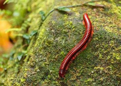 Fotoreis Madagaskar Madagascar Fire Millipede (Aphistogoniulus Corallipe) Nature Talks Fotoreizen, natuurfotografie reis