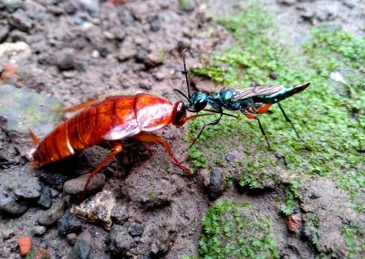 Fotoreis Madagaskar The emerald cockroach wasp or jewel wasp (Ampulex compressa) Nature Talks Fotoreizen, natuurfotografie reis