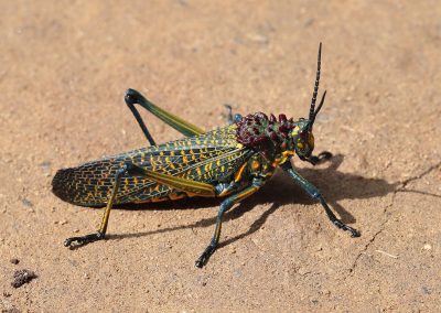 Fotoreis Madagaskar Rainbow Milkweed Locust (Phymateus saxosus) Nature Talks Fotoreizen, natuurfotografie reis