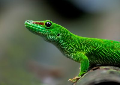 Fotoreis Madagaskar Madagaskar reuzendaggekko Nature Talks Fotoreizen, natuurfotografie reis