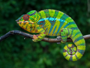 Fotoreis Madagaskar, unieke en bizarre dieren