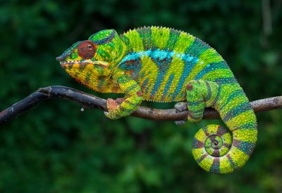 Fotoreis Madagaskar panterkameleon, de Furcifer Pardalis Nature Talks Fotoreizen, natuurfotografie reis