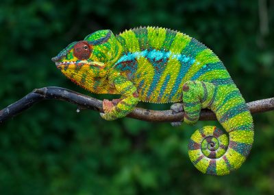 Fotoreis Madagaskar panterkameleon, de Furcifer Pardalis Nature Talks Fotoreizen, natuurfotografie reis