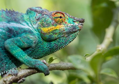 Fotoreis Madagaskar panterkameleon, de Furcifer Pardalis Nature Talks Fotoreizen, natuurfotografie reis
