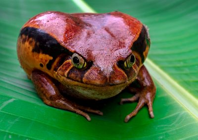 Fotoreis Madagaskar tomaatkikker Nature Talks Fotoreizen, natuurfotografie reis