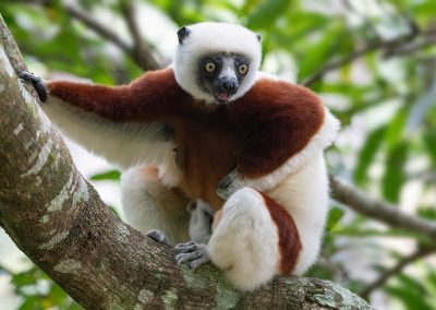 Fotoreis Madagaskar Coquerels kroonsifaka (Propithecus coquereli) De verreauxsifaka propithecus verreauxi Nature Talks Fotoreizen, natuurfotografie reis