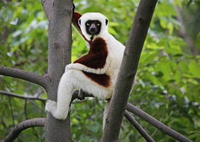 Fotoreis Madagaskar Coquerels kroonsifaka (Propithecus coquereli) Nature Talks Fotoreizen, natuurfotografie reis